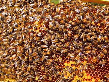 Brood foundation with worker bees and queen.