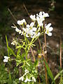 Cardamine amara