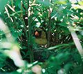 Female Cardinal on her nest.