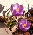 A Crocus vernus Cultivar