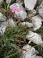 Dianthus sylvestris