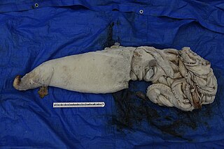 (7/1/2022) Specimen caught off Izumo, Shimane Prefecture, Japan, on 7 January 2022, stored frozen at Shimane AQUAS Aquarium. It originally measured 4.76 m in total length, 96 cm in mantle length, and weighed 23 kg.