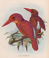 Ruddy Kingfisher