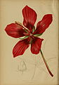 Hibiscus coccineus by Alois Lunzer from The Native Flowers and Ferns of the United States, Volume II by Thomas Meehan