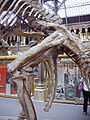 Iguanodon (left pelvis)