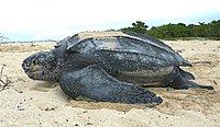 Female, digging in the sand.