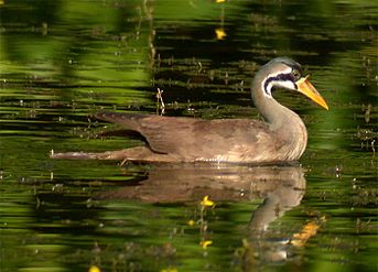 tMasked Finfoot Heliopais personata