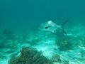 A wild permit off the coast of Belize