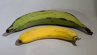 Plantain and banana