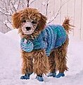 Poodle with dog coat
