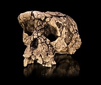 Cast of a skull of Sahelanthropus tchadensis, nick-named ″Toumaï″