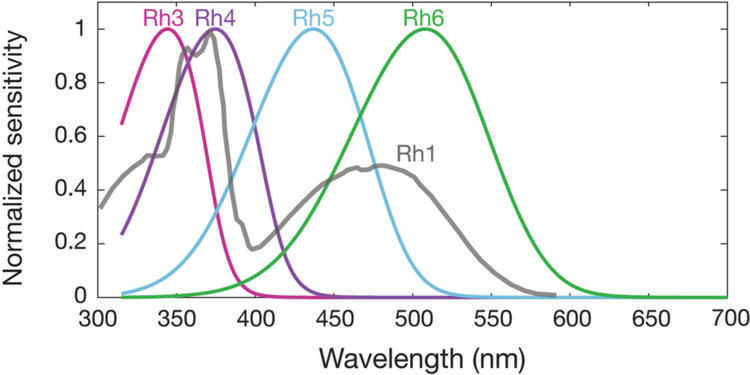 Spectral sensitivities of Drosophila melanogaster opsins in white eyed flies. The sensitivities of Rh3–R6 are modelled with opsin templates and sensitivity estimates from Salcedo et al. (1999).[145] The opsin Rh1 (redrawn from Salcedo et al.[145]) has a characteristic shape as it is coupled to a UV-sensitising pigment.