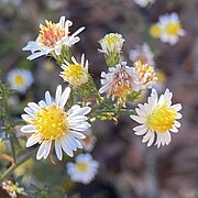 plant showing front and side view of involucres and phyllaries