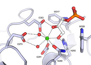 Xenopus embryonic epidermal lectin (XEEL) ligand binding site with bound D-glycerol 1-phosphate. The calcium ion is shown as a green sphere and the ordered water molecules are shown as red spheres.[5]