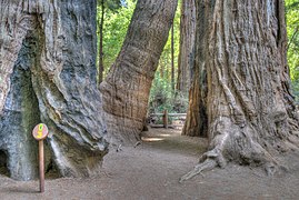 Trail Marker 3: Redwoods and Fire