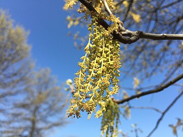 Catkins of pin oak