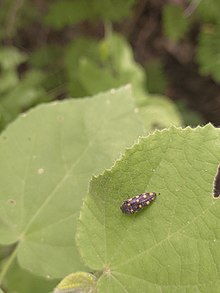 Photograph of the beetle on a leaf. It is dark or black with large yellow dots along it back.