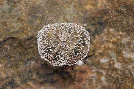 Orb-weaver spider, by Muhammad Mahdi Karim