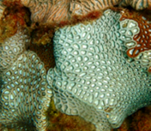 "Coelastrea aspera" on Minden Reef, Australia