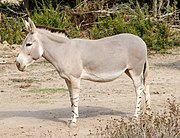 Gray equid