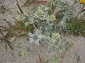 Eryngium maritimum