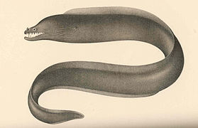 Viper moray (Enchelynassa canina)
