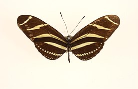 黄条袖蝶 H. charithonia