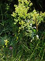 Isatis tinctoria