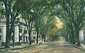 Lafayette Street, Salem, Massachusetts: 'high-tunnel effect' of U. americana avenues, once common in New England (colorized postcard, 1910)