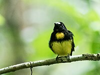 White-fronted manakin