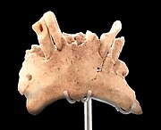 Atapuerca Jawbone (1.20 Ma)