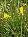 Narcissus bulbocodium