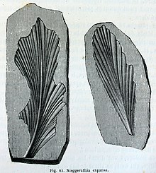 Fossilized leaf-like structures