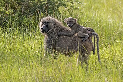 Olive baboon with juvenile Papio anubis ♀ Uganda