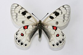 P. davydovi♂