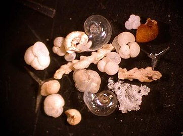 Planktonic foraminifera