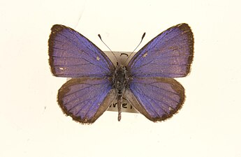 Dorsal view (male)