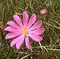 Sabatia dodecandra, the marsh rose gentian, Liberty Co. Florida.