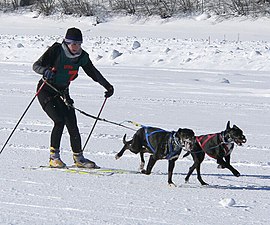 Dog skijoring—dogs provide added propulsion to the cross-country skier.