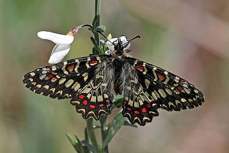 Spanish festoon Zerynthia rumina Spain