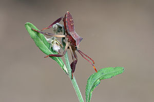 Coreidae, Squash bug