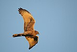 Flying at sunset, near Kooragang Island, Newcastle, New South Wales, Australia