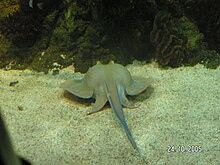 A photo of a bluespotted ribbontail ray laying on substrate at The Deep; the lump on its back indicates that it is pregnant