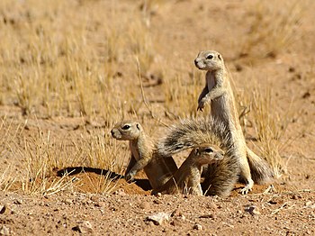 Cape ground squirrels