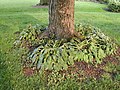 Cicada swarm