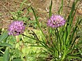 Allium lusitanicum