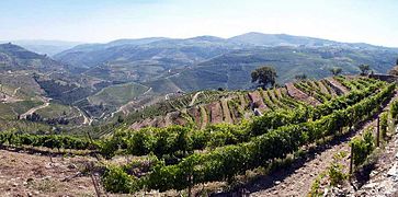 Vineyards in Alto Douro