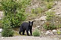 American Black Bear in Quebec