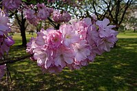 ''Prunus × sieboldii'' 'Beni-yutaka' [ja]. One of the cultivars selected for the British Award of Garden Merit.