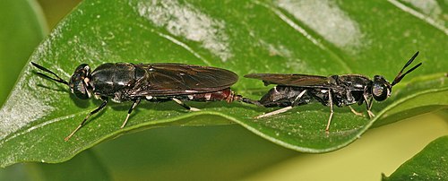 Black soldier flies mating